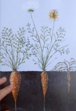 Des carottes oui ... - Claude-Hubert Tatot, V. Kohler