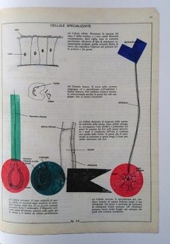 Biologica Grafica extrait- Gianpaolo Pagni