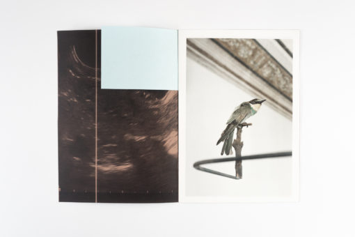 Humoral Fortuities - Francesco Albano’s – Image 3