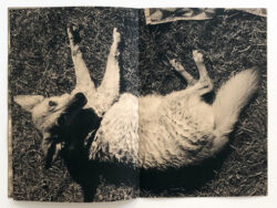 Akiko Watanabe - Sari – Image 3