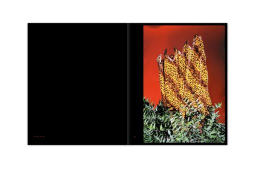 Afterlife - Vasantha Yogananthan – Image 15