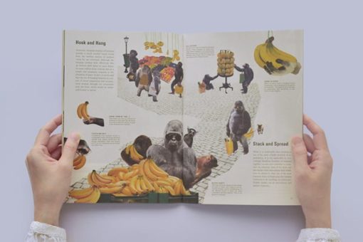 Science of the secondary #11 - Banana – Image 4
