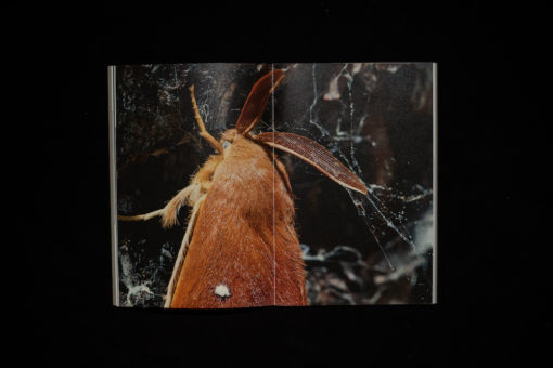 bertrik (vol. 0) – Image 5