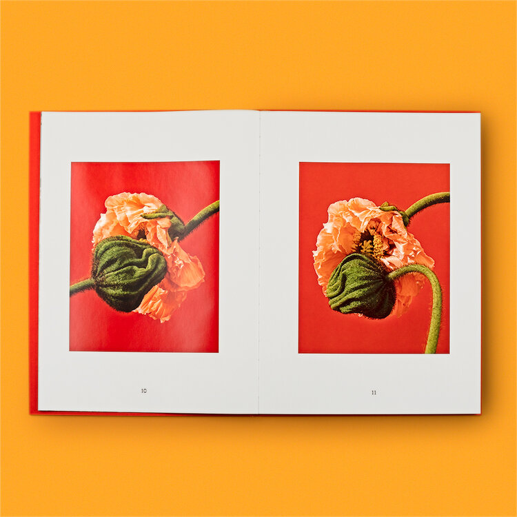 Special Nothing Book - Phyllis Ma – Image 7