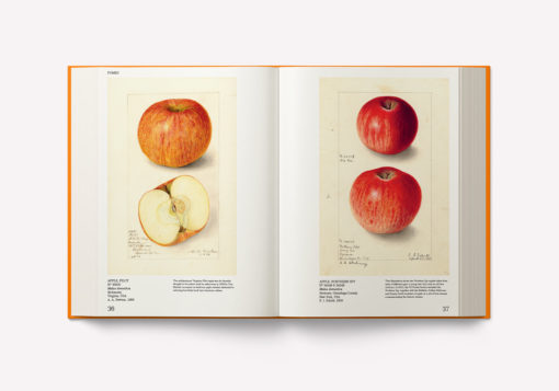 An Illustrated Catalog of American Fruits & Nuts – Image 10