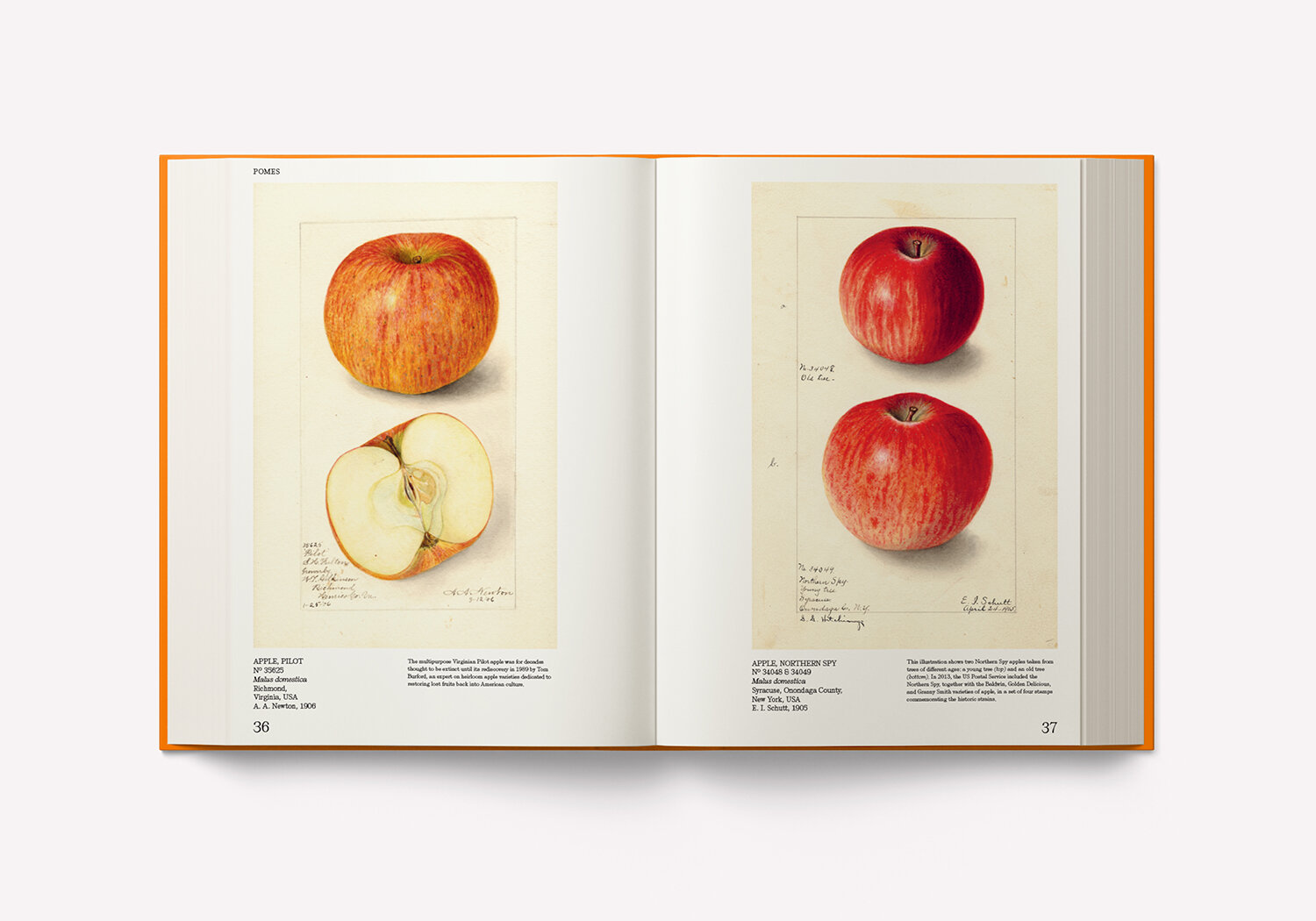 An Illustrated Catalog of American Fruits & Nuts – Image 10
