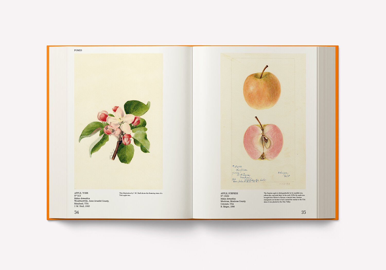 An Illustrated Catalog of American Fruits & Nuts – Image 9