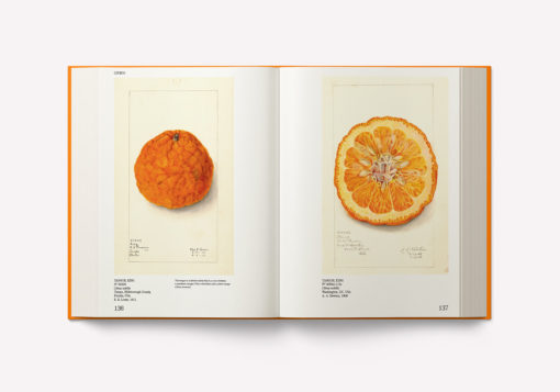 An Illustrated Catalog of American Fruits & Nuts – Image 8