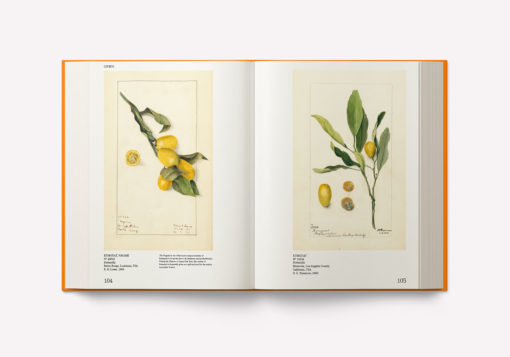 An Illustrated Catalog of American Fruits & Nuts – Image 7