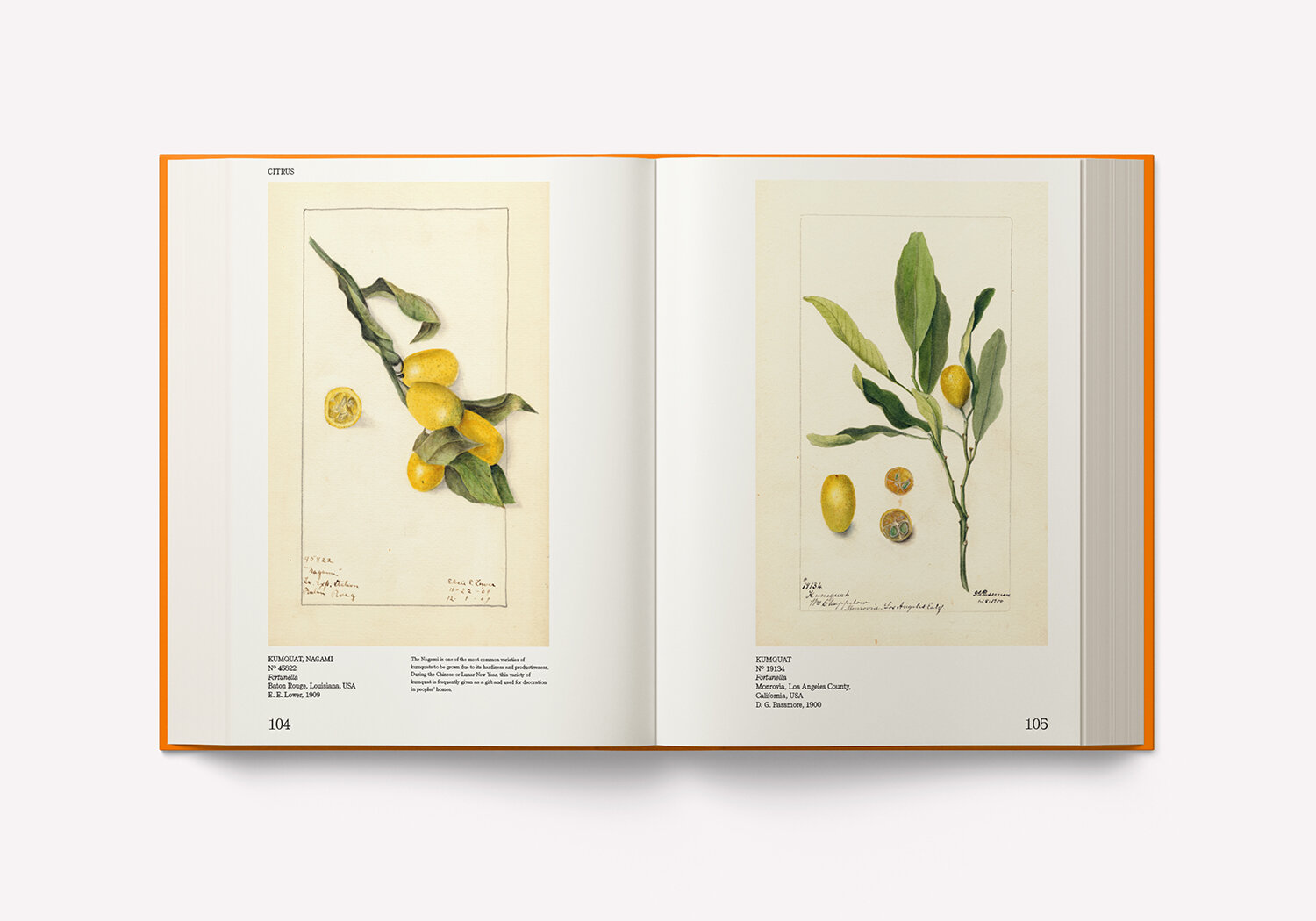 An Illustrated Catalog of American Fruits & Nuts – Image 7