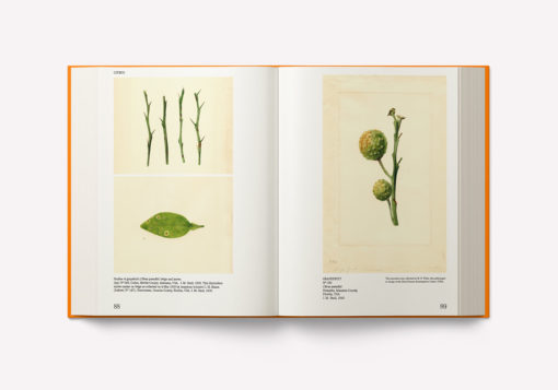 An Illustrated Catalog of American Fruits & Nuts – Image 6