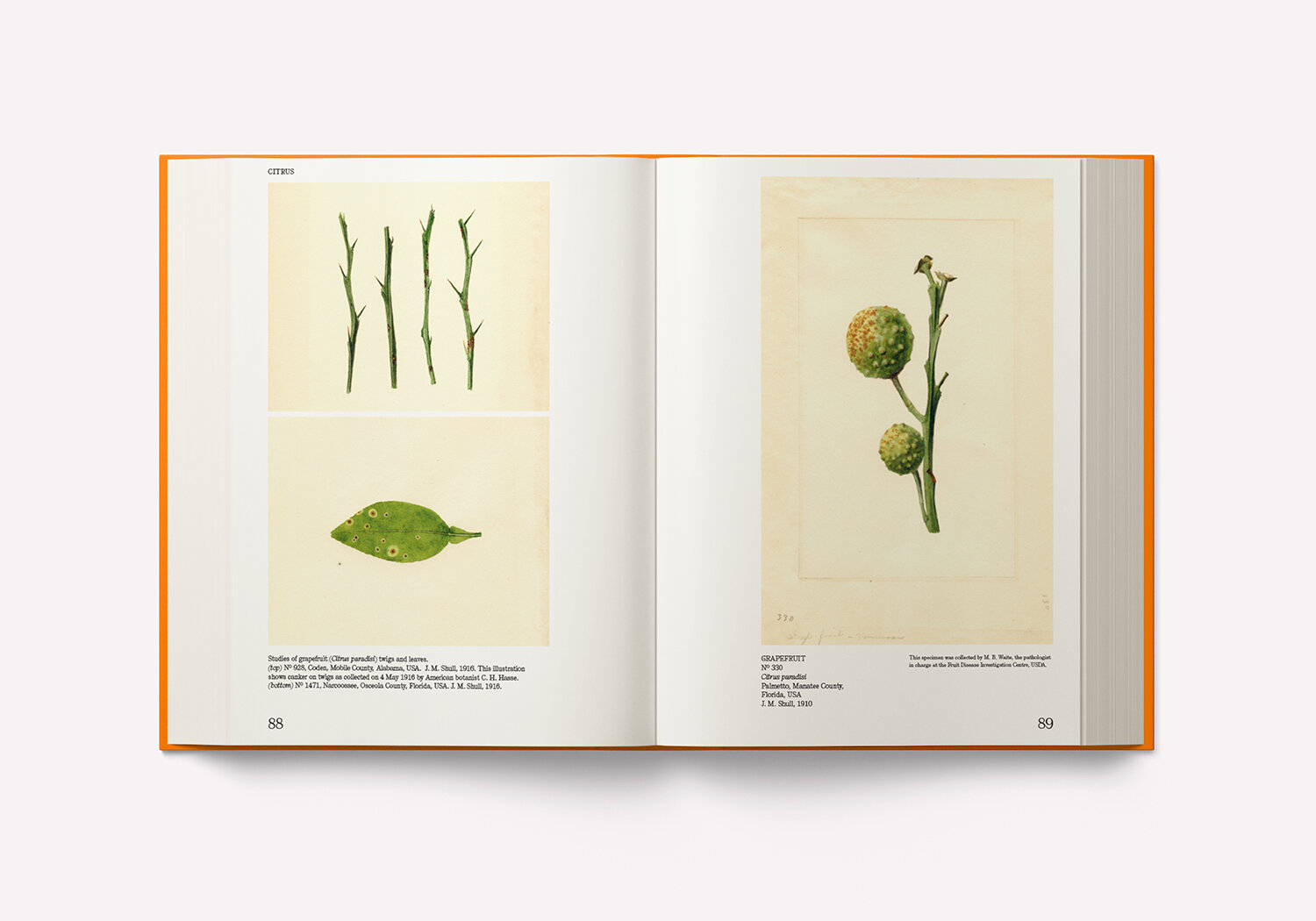 An Illustrated Catalog of American Fruits & Nuts – Image 6