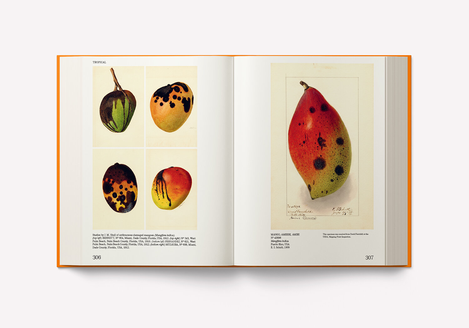 An Illustrated Catalog of American Fruits & Nuts – Image 5