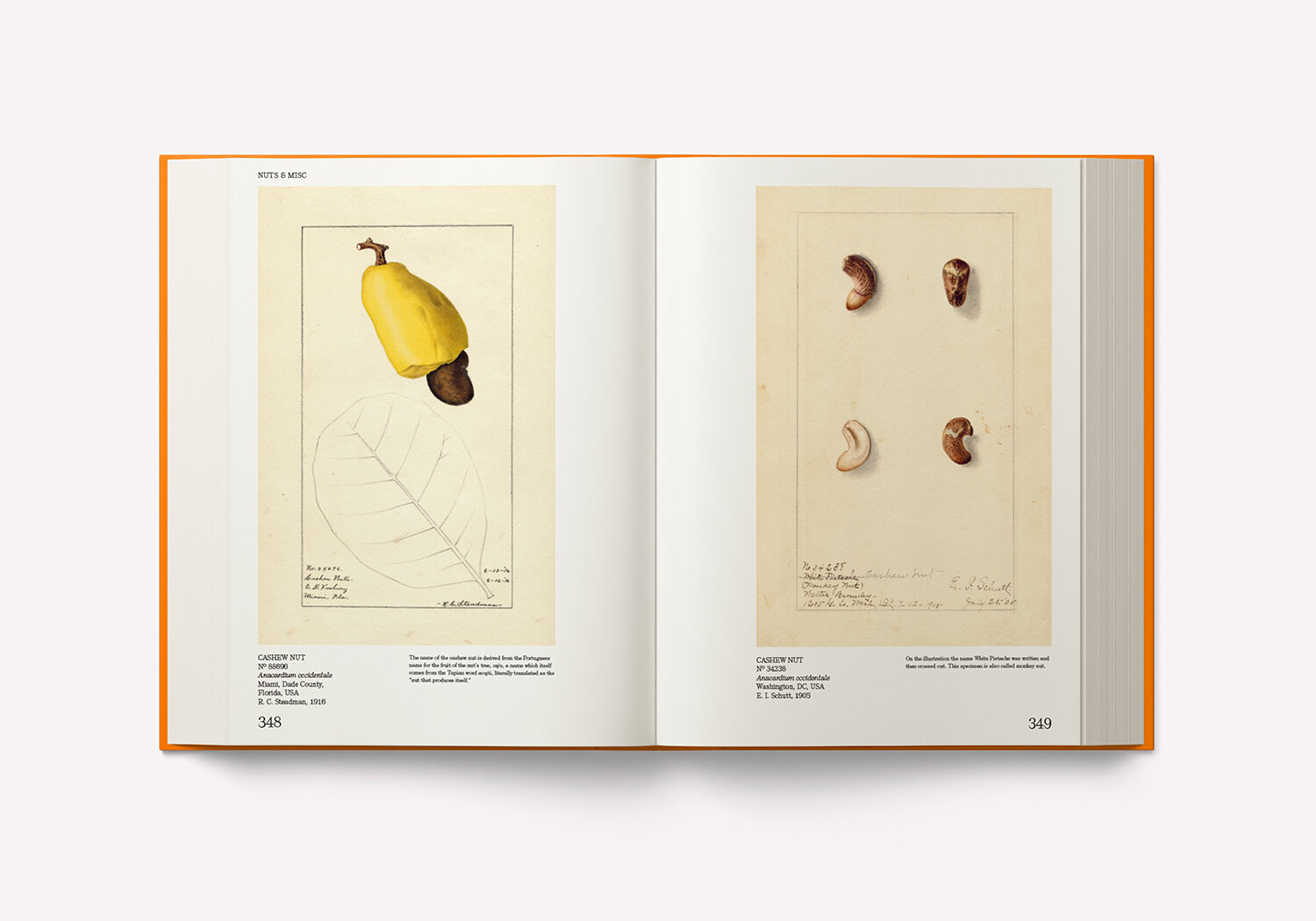An Illustrated Catalog of American Fruits & Nuts – Image 4