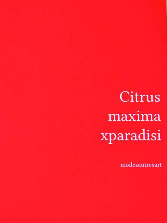 Citrus maxima xparadisi - coll.