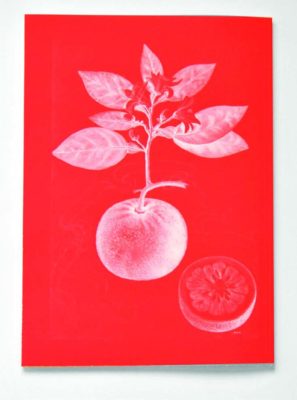 Citrus maxima xparadisi - coll. – Image 4