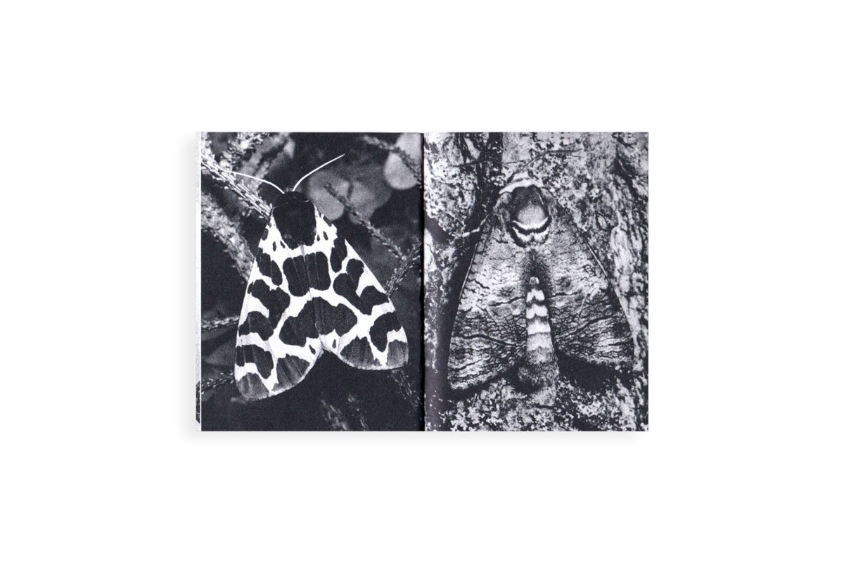 Paréidolie - Kïosk (Elsa Aupetit et Martin Plagnol) – Image 5