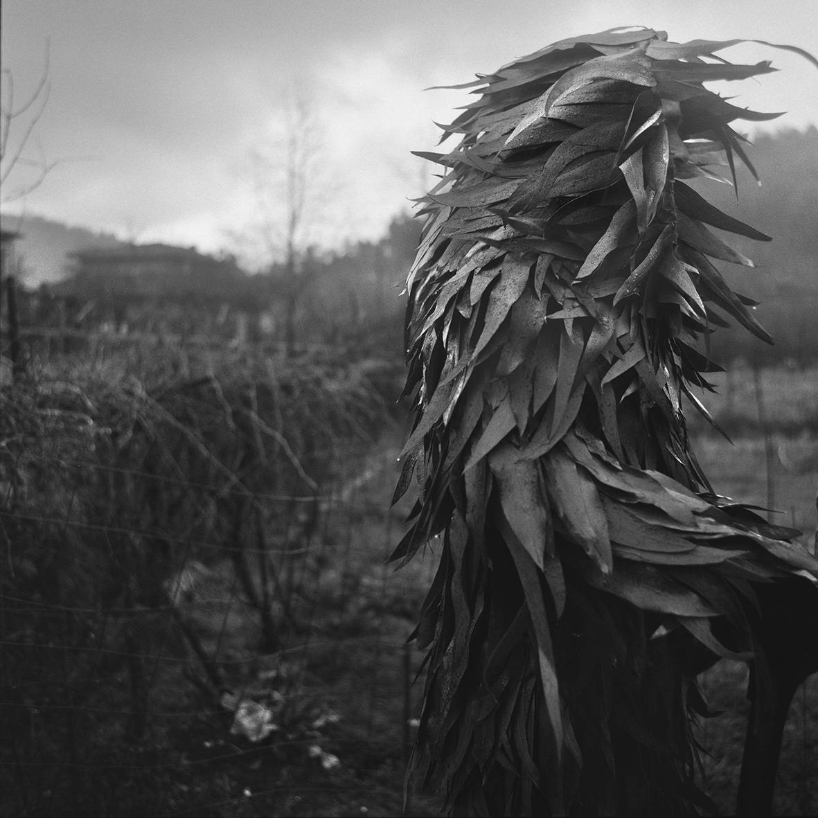 TIERRA MÁGICA - Yannick Cormier – Image 4