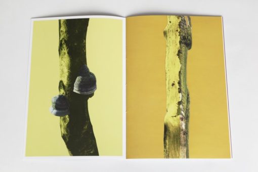 ARBRES-TRONCS - Zoé van der Haegen – Image 6