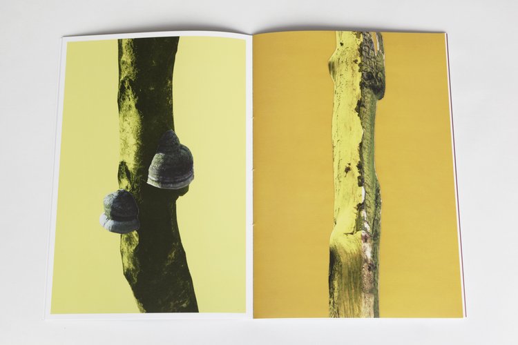 ARBRES-TRONCS - Zoé van der Haegen – Image 6