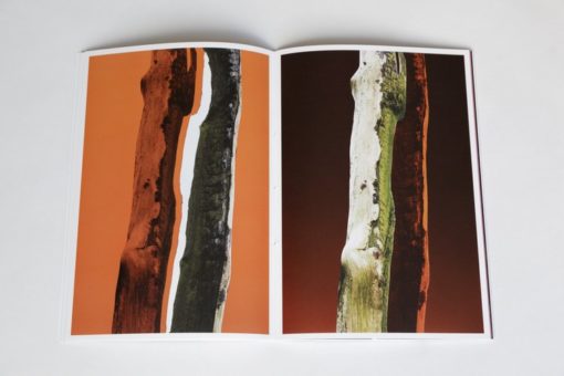 ARBRES-TRONCS - Zoé van der Haegen – Image 4