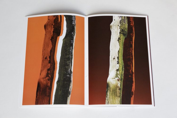 ARBRES-TRONCS - Zoé van der Haegen – Image 4
