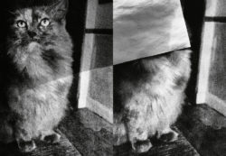 Felix - Felix the Saiz – Image 14
