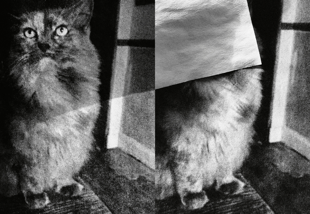 Felix - Felix the Saiz – Image 14