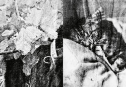 Felix - Felix the Saiz – Image 8