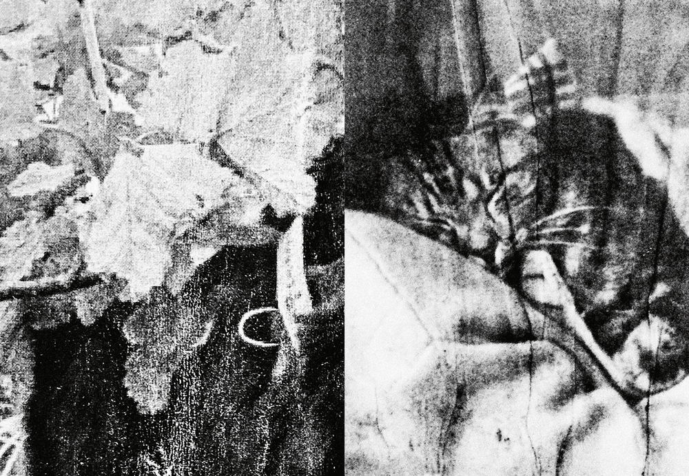 Felix - Felix the Saiz – Image 8