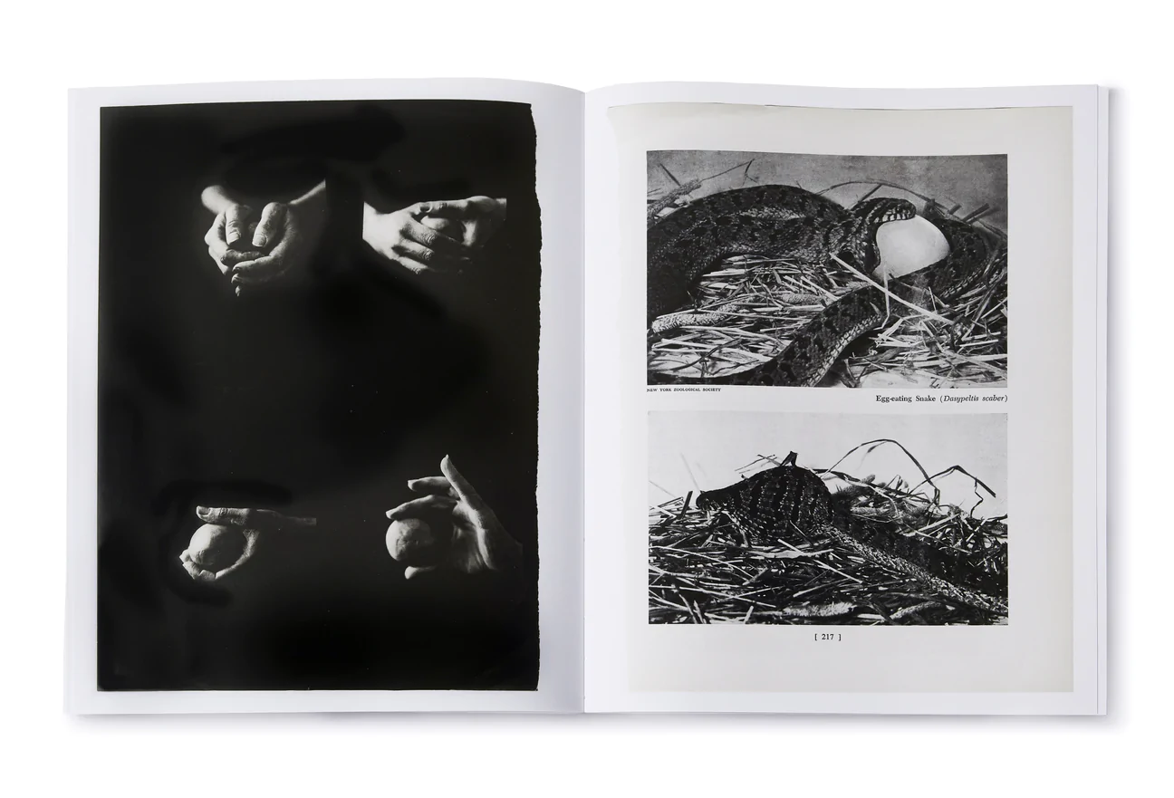 Arrangements - Carmen Winant – Image 7