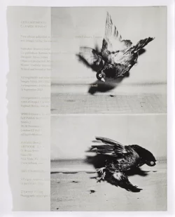 Arrangements - Carmen Winant
