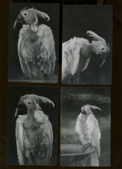 Death is not here - Wouter Van de Voorde – Image 6