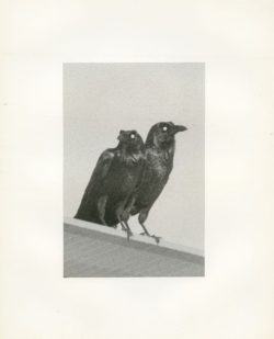 Death is not here - Wouter Van de Voorde – Image 3