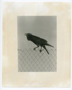 Death is not here - Wouter Van de Voorde – Image 11