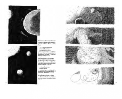 Les Cosmogoniales - Hyacinthus – Image 3