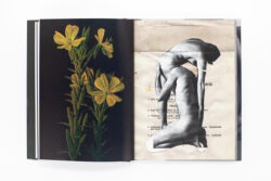 Wild Flowers - James Gallagher – Image 12
