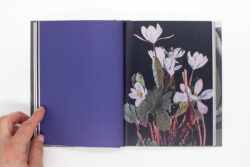 Wild Flowers - James Gallagher – Image 16