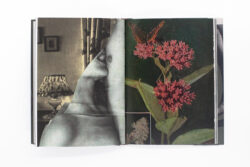 Wild Flowers - James Gallagher – Image 23