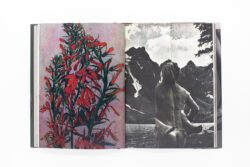 Wild Flowers - James Gallagher – Image 24