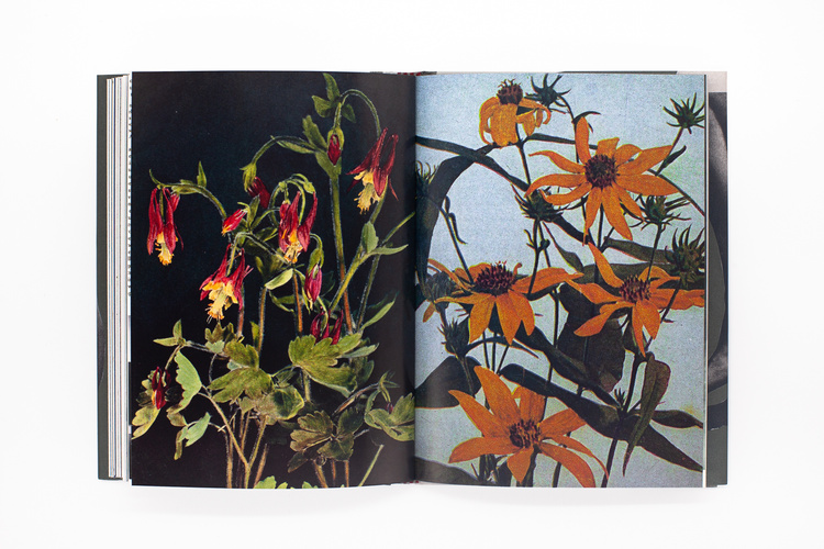 Wild Flowers - James Gallagher – Image 28